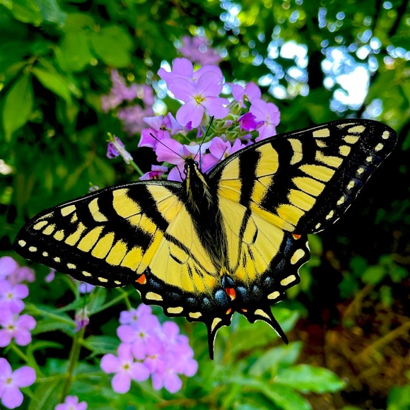 Meet your Posher, Karma *please note sellers disclosure under description* - Picture 7 of 9